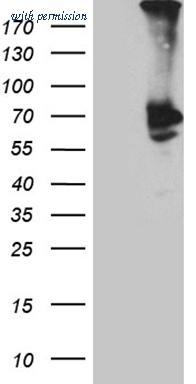 OriGene TA811660 image 1