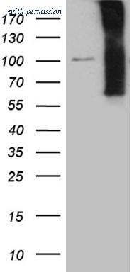 OriGene TA811699 image 1
