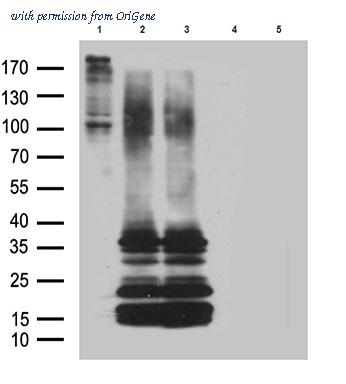 OriGene TA811750 image 1