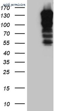 OriGene TA811758 image 1