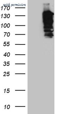 OriGene TA811759 image 1