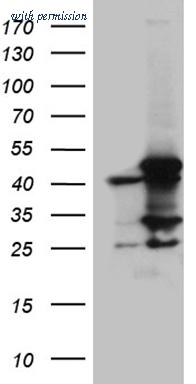 OriGene TA811761S image 1
