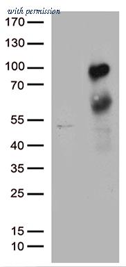 OriGene TA811766S image 1