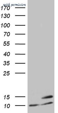 OriGene TA811780 image 1