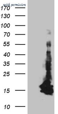 OriGene TA811789 image 1