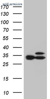 OriGene TA811792S image 1