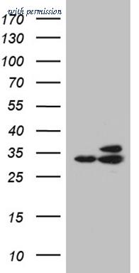 OriGene TA811795S image 1
