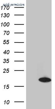 OriGene TA811808S image 1