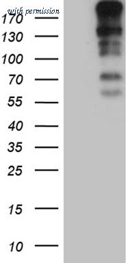 OriGene TA811852S image 1