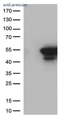 OriGene TA811953 image 1