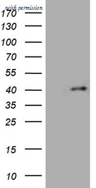 OriGene TA812051 image 1