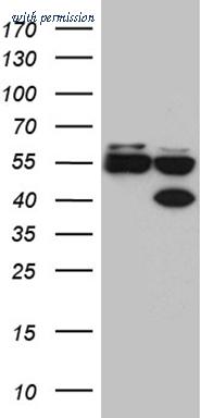 OriGene TA812053 image 1
