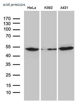 OriGene TA812198S image 1