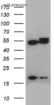 OriGene TA812199 image 1