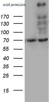 OriGene TA812216S image 1