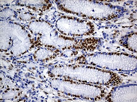 OriGene TA812221 image 1