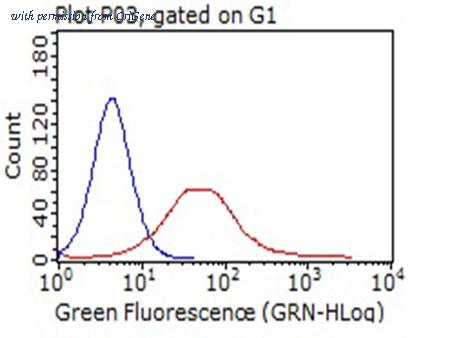 OriGene TA812252 image 1