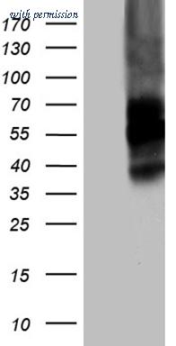OriGene TA812257 image 1