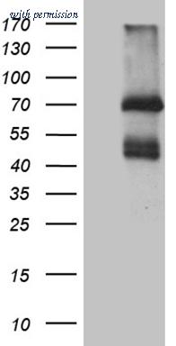 OriGene TA812258 image 1