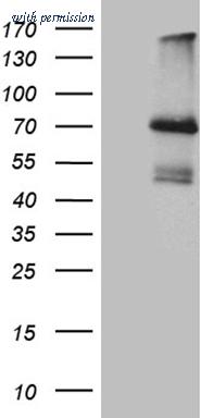 OriGene TA812259 image 1