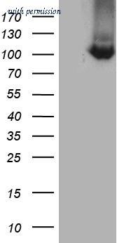 OriGene TA812302 image 1