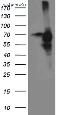 OriGene TA812342 image 1