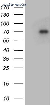 OriGene TA812343S image 1