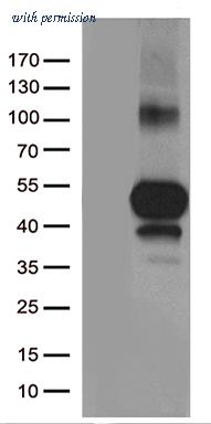 OriGene TA812371S image 1