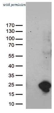 OriGene TA812448S image 1