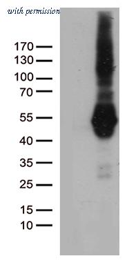 OriGene TA812456S image 1