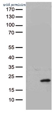 OriGene TA812468 image 1