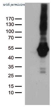 OriGene TA812472S image 1