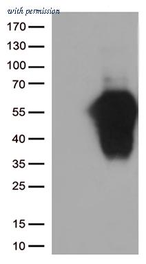 OriGene TA812500 image 1
