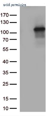 OriGene TA812514S image 1