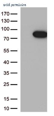 OriGene TA812531 image 1