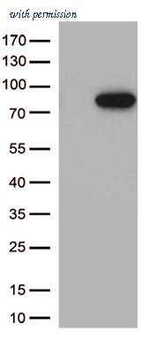 OriGene TA812533 image 1