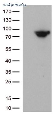 OriGene TA812633S image 1