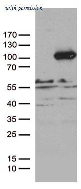 OriGene TA812703S image 1