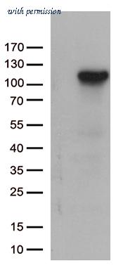 OriGene TA812707 image 1