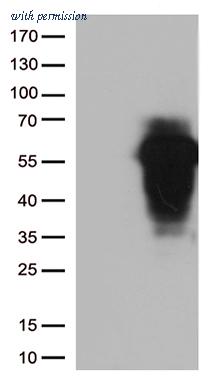 OriGene TA812722 image 1