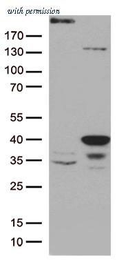 OriGene TA812723 image 1
