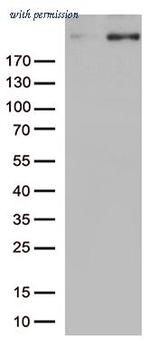 OriGene TA812727S image 1