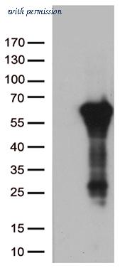 OriGene TA812731 image 1