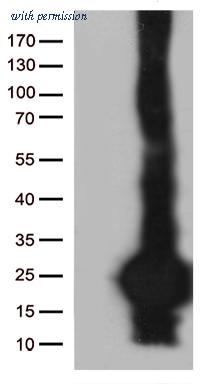OriGene TA812872 image 1