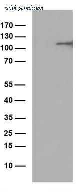 OriGene TA812889 image 1