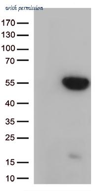 OriGene TA812963S image 1