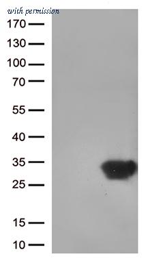 OriGene TA812964 image 1