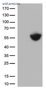 OriGene TA812993S image 1