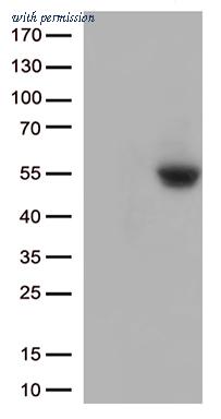 OriGene TA813001S image 1
