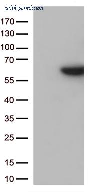 OriGene TA813091 image 1